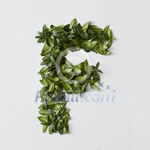 English alphabet concept. Alphabet isolated on white background. Abc letters from green leaves. Letter F represented with green leaves. Symbol F on white. English alphabet concept. Alphabet isolated on white background. Abc letters from green leaves. Letter F represented with green leaves. Symbol F on white.