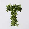 English alphabet concept. Alphabet isolated on white background. Abc letters from green leaves. Letter T represented with green leaves. Symbol T on white.