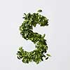 English alphabet concept. Alphabet isolated on white background. Abc letters from green leaves. Letter S represented with green leaves. Symbol S on white.