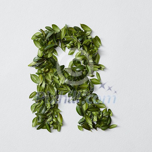 English alphabet concept. Alphabet isolated on white background. Abc letters from green leaves. Letter R represented with green leaves. Symbol R on white. English alphabet concept. Alphabet isolated on white background. Abc letters from green leaves. Letter R represented with green leaves. Symbol R on white.