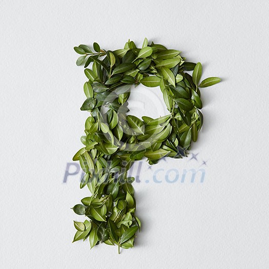 English alphabet concept. Alphabet isolated on white background. Abc letters from green leaves. Letter P represented with green leaves. Symbol P on white. English alphabet concept. Alphabet isolated on white background. Abc letters from green leaves. Letter P represented with green leaves. Symbol P on white.