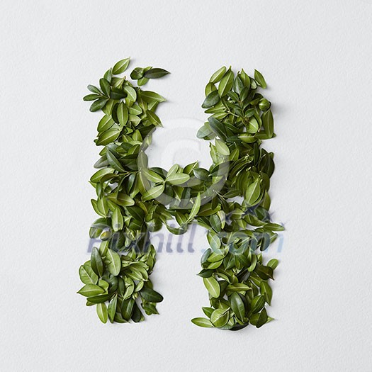 English alphabet concept. Alphabet isolated on white background. Abc letters from green leaves. Letter H represented with green leaves. Symbol H on white. English alphabet concept. Alphabet isolated on white background. Abc letters from green leaves. Letter H represented with green leaves. Symbol H on white.