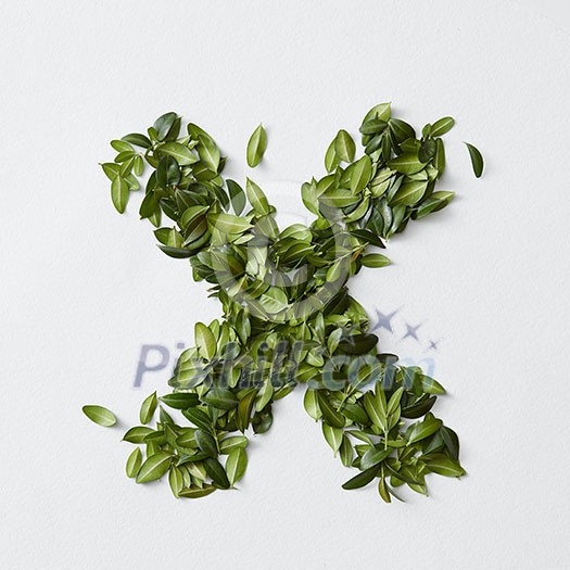 English alphabet concept. Alphabet isolated on white background. Abc letters from green leaves. Letter X represented with green leaves. Symbol X on white. English alphabet concept. Alphabet isolated on white background. Abc letters from green leaves. Letter X represented with green leaves. Symbol X on white.