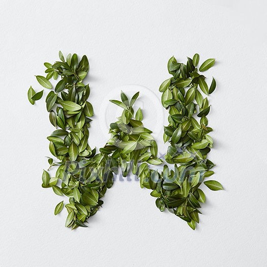 English alphabet concept. Alphabet isolated on white background. Abc letters from green leaves. Letter W represented with green leaves. Symbol W on white. English alphabet concept. Alphabet isolated on white background. Abc letters from green leaves. Letter W represented with green leaves. Symbol W on white.