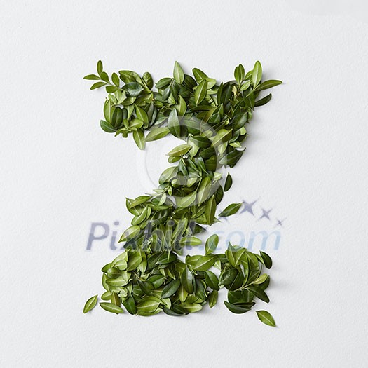 English alphabet concept. Alphabet isolated on white background. Abc letters from green leaves. Letter Z represented with green leaves. Symbol Z on white. English alphabet concept. Alphabet isolated on white background. Abc letters from green leaves. Letter Z represented with green leaves. Symbol Z on white.