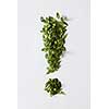 Exclamation mark from green leaves isolated on white background. High resolution conceptual grass symbol isolated on white.