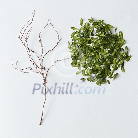 Bare tree without any leaves on it. Beautiful tree and green leaves are represented separately. Copy space may be used for your ideas or emotions. Bare tree without any leaves on it. Beautiful tree and green leaves are represented separately. Copy space may be used for your ideas or emotions.