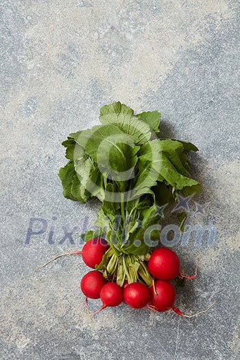Bundle of bright fresh organic radishes with green leaves over grey background. Red colored radishes concept. Bundle of bright fresh organic radishes with green leaves over grey background. Red colored radishes concept.