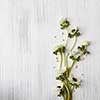 Composition of beautiful white flowers represented over white wooden background. Copy space may be used for your ideas, emotions, etc.