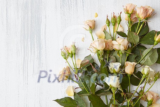 Women's Day concept. Romantic bouquet may be used for making any post card. Bouquet of roses with green leaves over white background. Women's Day concept. Romantic bouquet may be used for making any post card. Bouquet of roses with green leaves over white background.