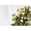 Women's Day concept. Romantic bouquet may be used for making any post card. Bouquet of roses with green leaves over white background.
