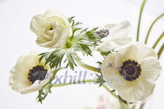 Beautiful white flowers represented over white background. Nice picture for making post card as gift or present on Valentine's Day, Woman's Day. Beautiful white flowers represented over white background. Nice picture for making post card as gift or present on Valentine's Day, Woman's Day.