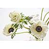 Beautiful white flowers represented over white background. Nice picture for making post card as gift or present on Valentine's Day, Woman's Day.