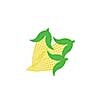vector corn on the cob 