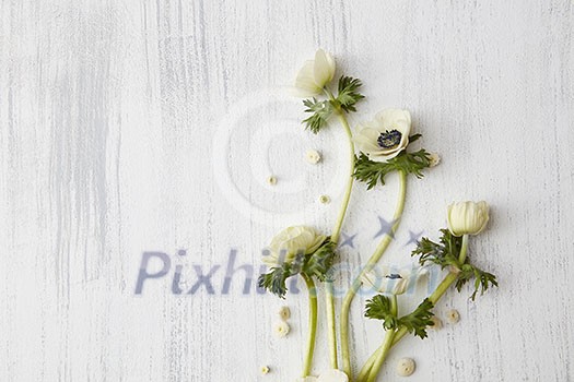 Composition of white flowers over concrete background, copy space Composition of white flowers over concrete background, copy space