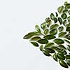 Green leaves arranged in arrow shape on white background