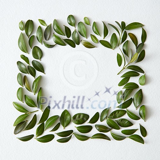 Blank space arranged with green leaves in square shape Blank space arranged with green leaves in square shape