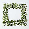 Blank space arranged with green leaves in square shape