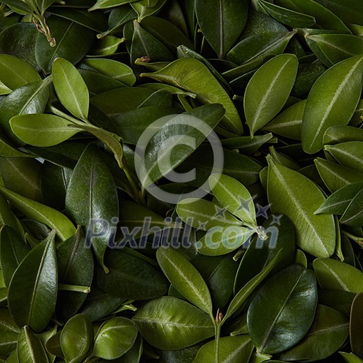 Tiny green leaves background. Natural background for postcard with copy space Tiny green leaves background. Natural background for postcard with copy space