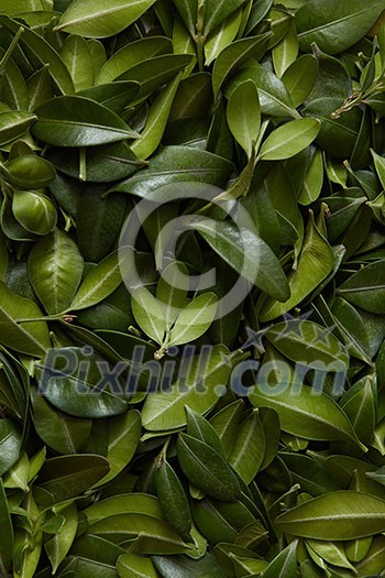 Little green leaves pattern. Natural background for postcard with copy space Little green leaves pattern. Natural background for postcard with copy space
