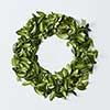 Green leaves arranged in round shape on white background