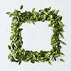 Green leaves arranged in square shape on white background
