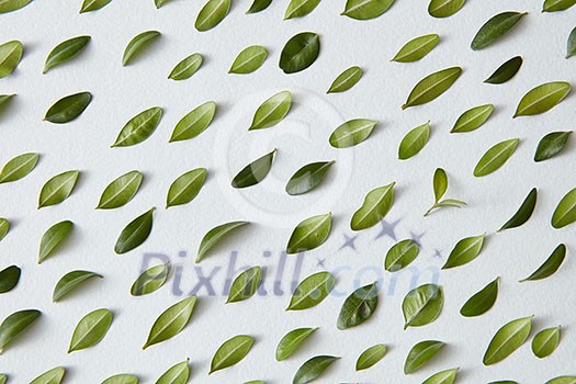 Green leaves pattern on white background. Flat lay Green leaves pattern on white background. Flat lay