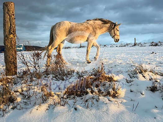 Horse in winter on fresh snow Horse in winter on fresh snow