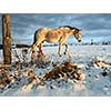 Horse in winter on fresh snow