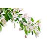 Blooming apple tree branch isolated on white background