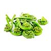 Pile of fresh spring wild fiddleheads on white background