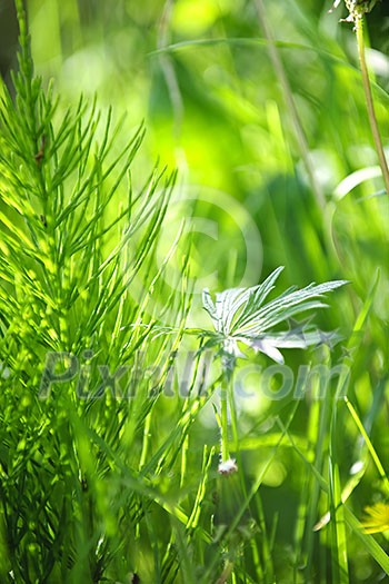 Closeup of green grass and plants in summer
