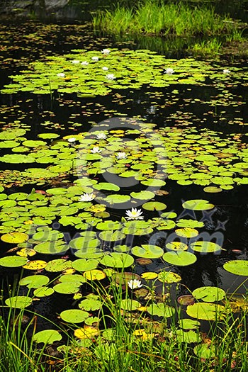 Lily pads and water lilies on lake surface in Northern Ontario wilderness Lily pads and water lilies on lake surface in Northern Ontario wilderness