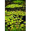 Lily pads and water lilies on lake surface in Northern Ontario wilderness