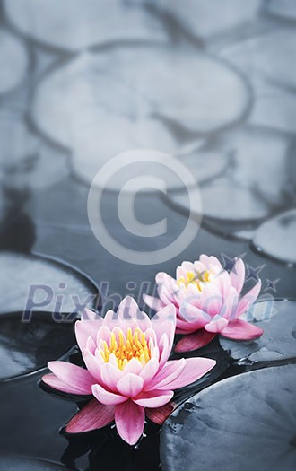 Pink lotus blossoms or water lily flowers blooming on pond Pink lotus blossoms or water lily flowers blooming on pond