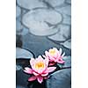 Pink lotus blossoms or water lily flowers blooming on pond