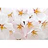Delicate apple tree blossoms in spring close up
