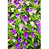 Floral background of blooming purple pansies flowers