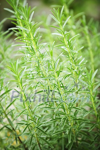 Fresh green rosemary herbs growing in garden Fresh green rosemary herbs growing in garden