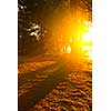 Sun shining through pine trees near Lake of Two Rivers in Algonquin Park, Ontario, Canada. Intentional lens flare.