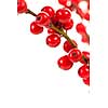 Winterberry Christmas branches with red holly berries