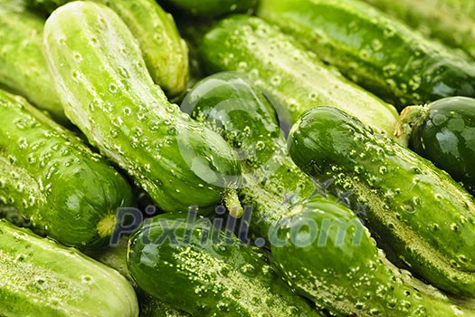 Fresh green cucumbers in a pile closeup, vegetable background Fresh green cucumbers in a pile closeup, vegetable background