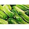 Fresh green cucumbers in a pile closeup, vegetable background