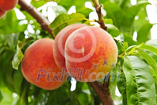 Ripe peaches ready to pick on tree branches Ripe peaches ready to pick on tree branches