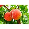 Ripe peaches ready to pick on tree branches