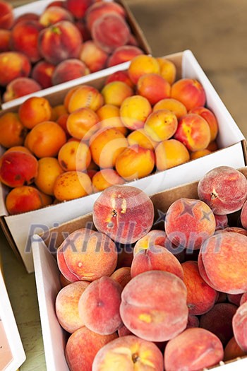 Fresh peaches and apricots fruits for sale on farmers market Fresh peaches and apricots fruits for sale on farmers market