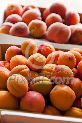 Fresh apricots and peaches fruits for sale at a farmers market Fresh apricots and peaches fruits for sale at a farmers market