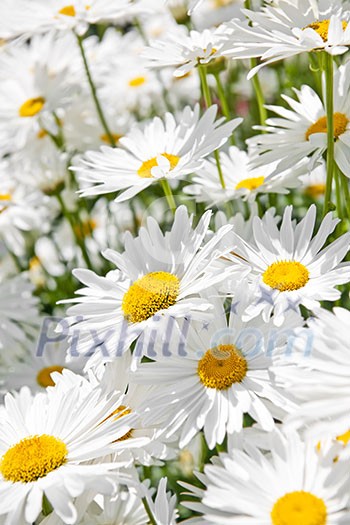 Close up of white daisy flowers blooming in garden Close up of white daisy flowers blooming in garden