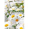 Close up of white daisy flowers blooming in garden