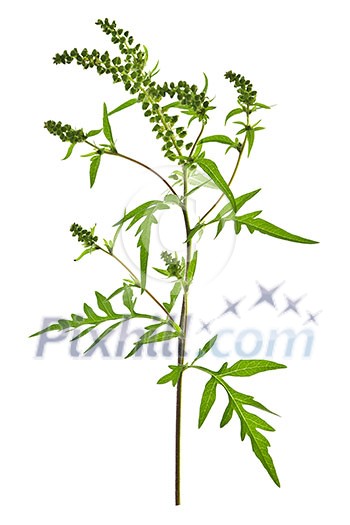 Ragweed plant in allergy season isolated on white background, common allergen Ragweed plant in allergy season isolated on white background, common allergen